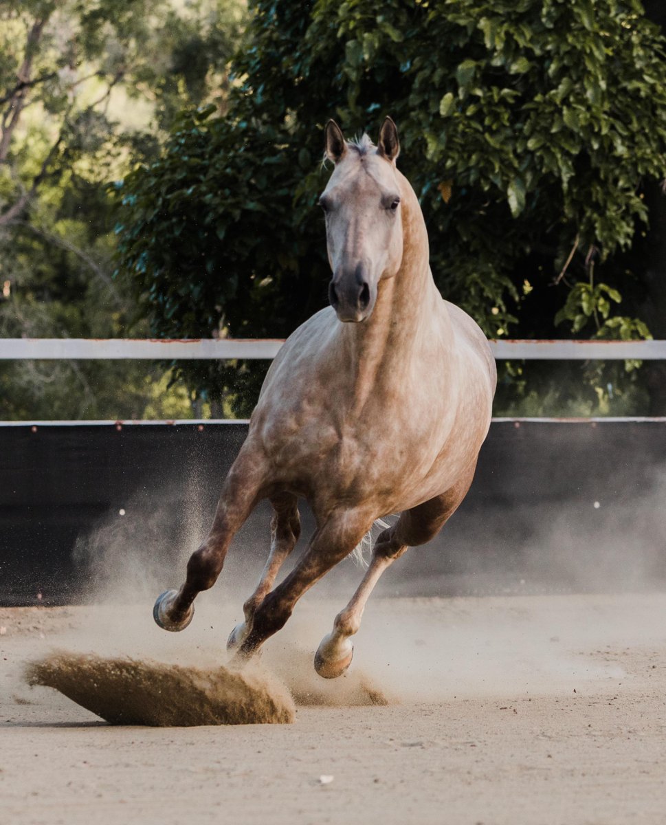 AngieEquine's tweet photo. Good Morning Monday!
Hey Guess What??
Some of the best days of your life haven't happened yet! just sayin. Have an amazing day ya'll- Luv #Django
Photo: Claudia Fischer
#getyourwixksfixtoday #wicksequine #johnwicks #angiewicks https://t.co/GYF9TvjNol