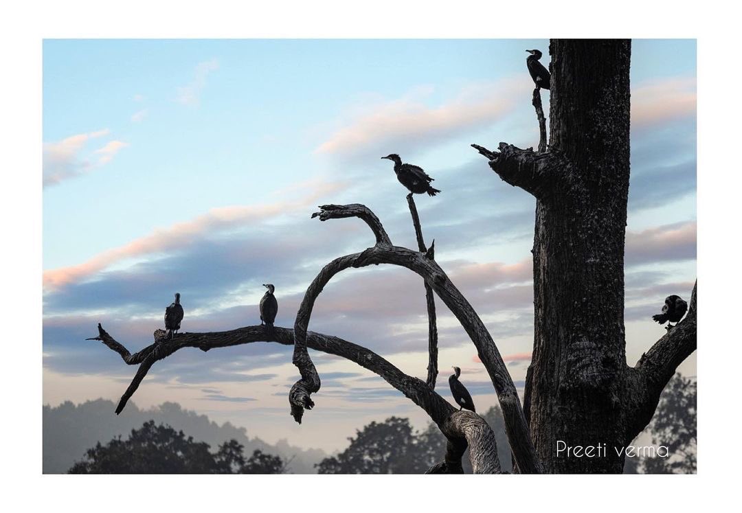 Preeti Verma tweet media