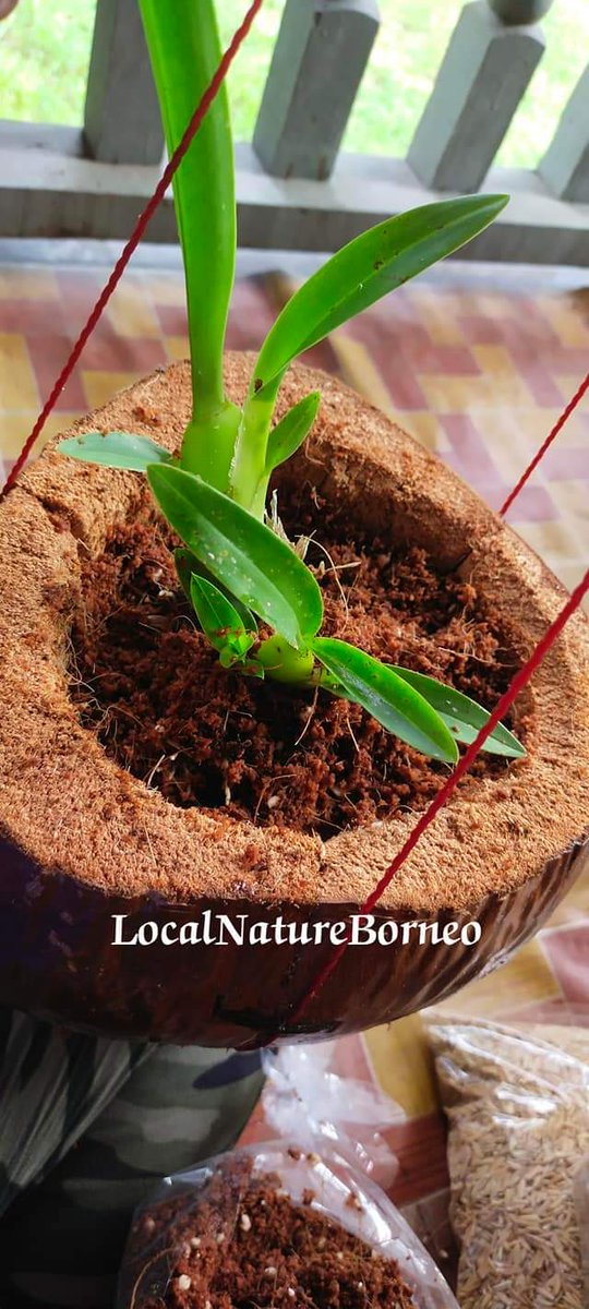 Borneo_local's tweet photo. Good morning &amp; happy Sunday https://t.co/j8Jk59Jtq6