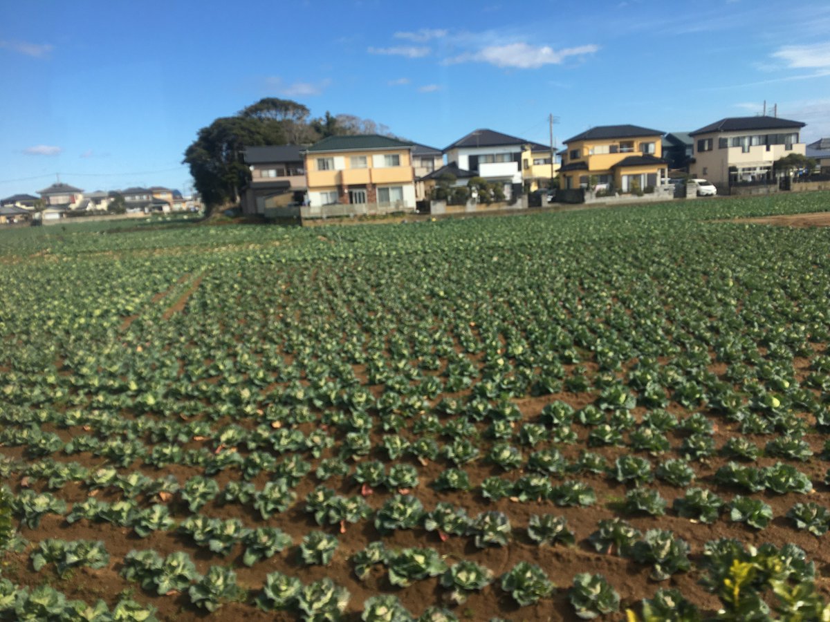 lyca_'s tweet image. 銚子電鉄の試食モニターに参加し、特別列車で生産者さんのお話を聞きながら銚子の名産をいただきました。
銚子＝魚のイメージでしたが、アフロキャベツとか食べる醤油“ひ志お”とか、知られざる名産がたくさんあるんですね。

#銚子電鉄 #試食列車 #銚子の魅力まるかじり #アフロキャベツ #ひ志お