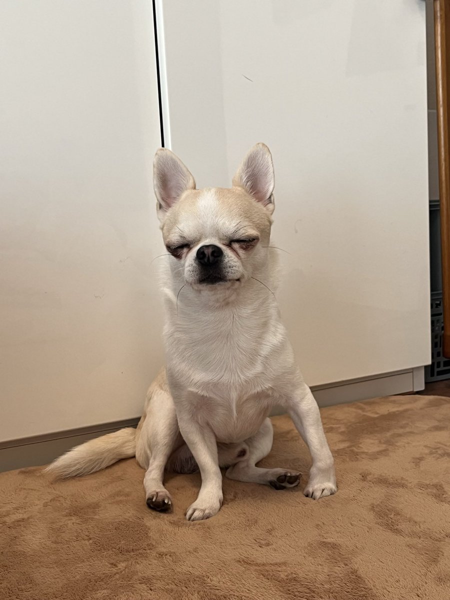 chikkun0522's tweet photo. ツッコミどころが多すぎる犬 https://t.co/9VYMaFfdQt