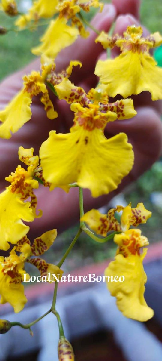 Borneo_local's tweet photo. Dancing lady....
#orchidlover
#pasusabutkelapa
#flowerandgarden
#suportsmallbusines https://t.co/wbnM2voTi0
