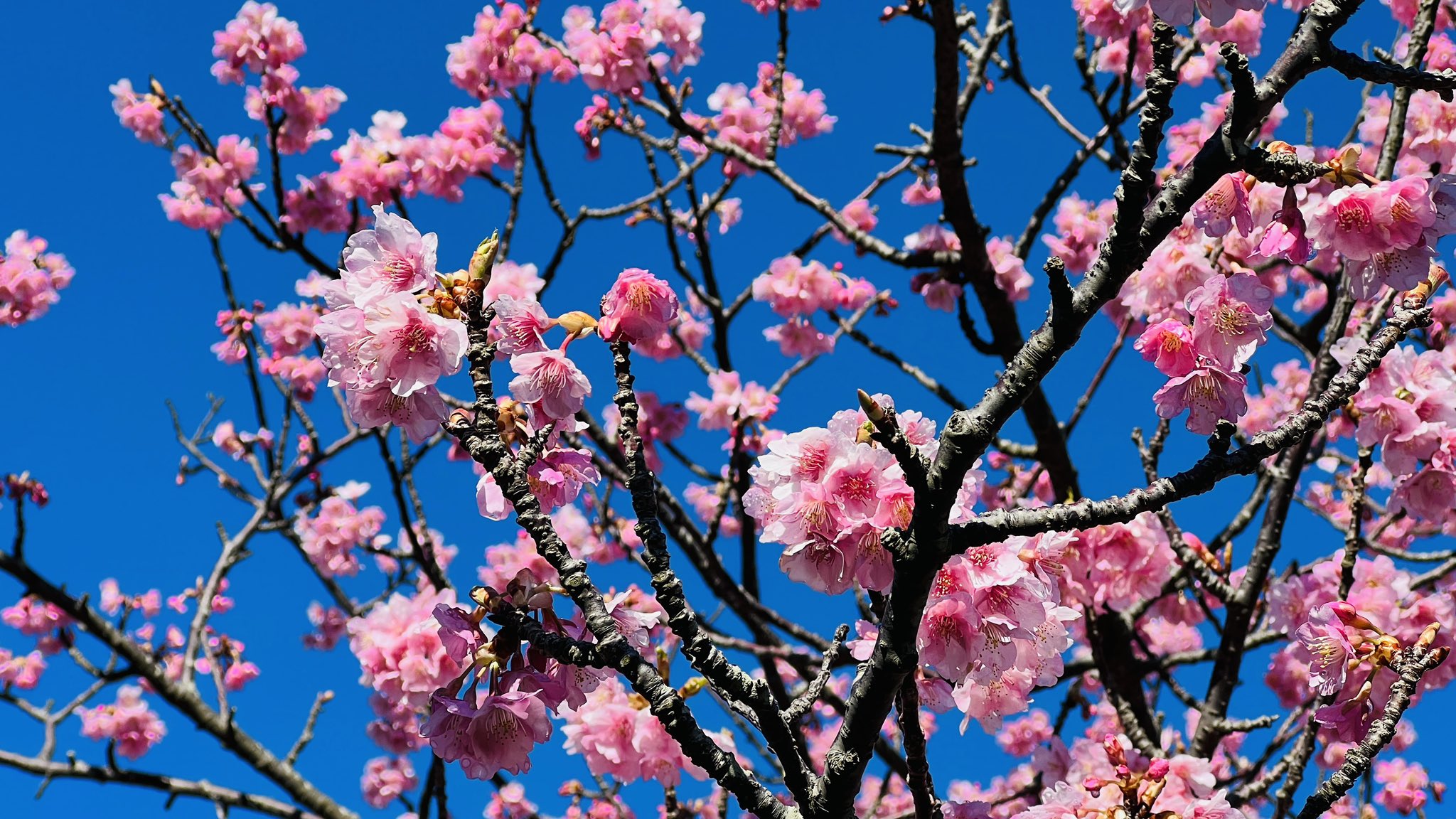 河津桜 ブルマー  / X