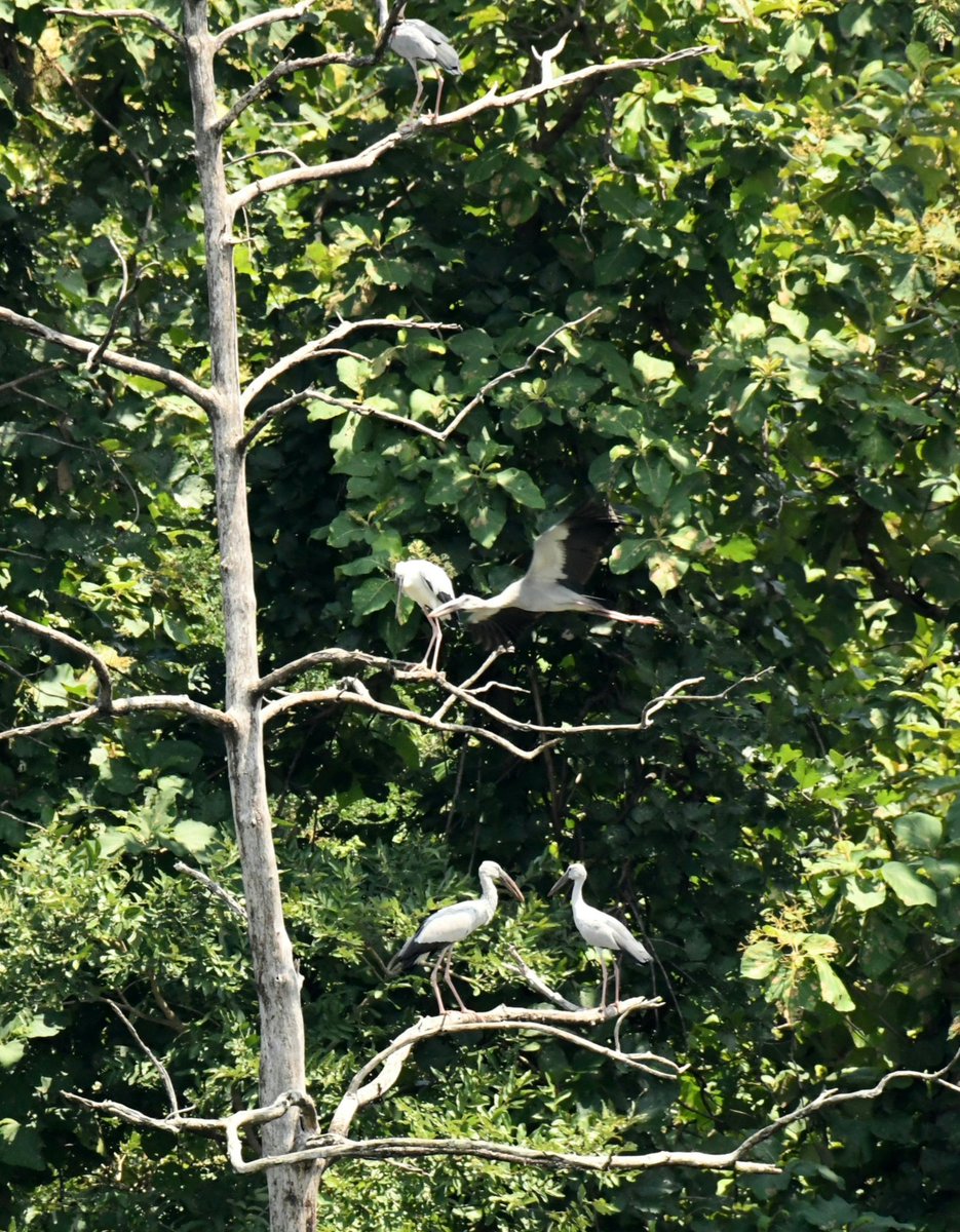 SantoshKumarBRS's tweet photo. “Weekly dose of my #Photography 📷 ”.

Found these happy birds 
in Kavval Tiger Reserve #AmazingKTR. 

Have a #HappySunday😊.

#Birds 
#Nature 
#BirdWatching
#BirdPhotography https://t.co/PrgC8h3GxT