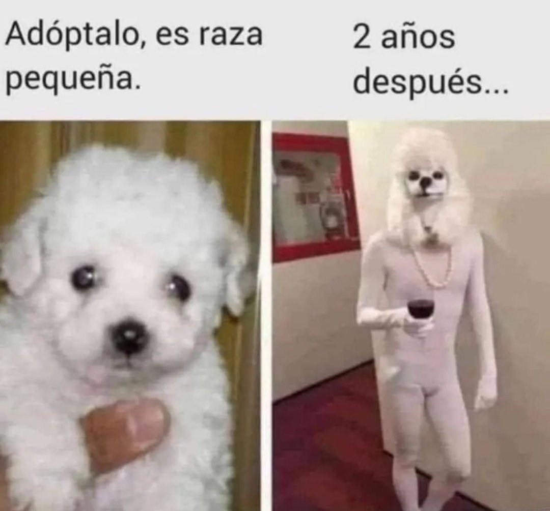 Danielmirandav's tweet photo. Un saludo pal csm q me regaló hace 2 años un poodle toy y hoy día come cómo hiena, caga como caballo y es más grande que un pastor alemán  🤣🤣🤣 https://t.co/Z27z7s5fkD
