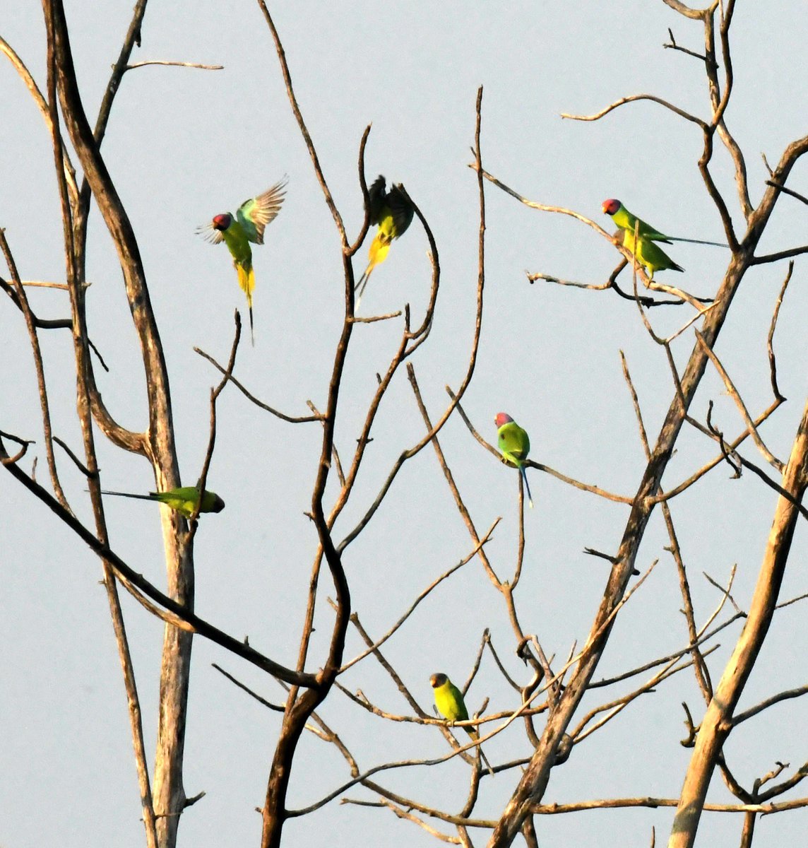 NagenderRaoTRSV's tweet photo. Weekly dose of @MPsantoshtrs anna  #Photography 📷 ”.

Found these happy birds 
in Kavval Tiger Reserve #AmazingKTR. 

Have a #HappySunday😊.

#Birds 
#Nature 
#BirdWatching
#BirdPhotography https://t.co/kOttVSxfcz