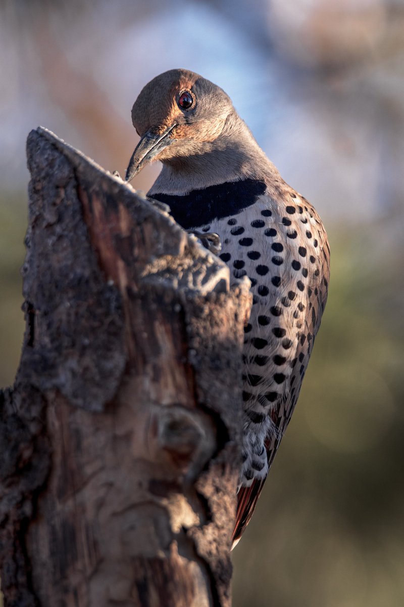 MarkHeathering3's tweet photo. Coy Glance (actually wondering what that clicking sound is)

Northern Flicker (Colaptes auratus) Female

#Birdphotography #wildlifephotography #markheatheringtonphotography https://t.co/oMANZd6FBu