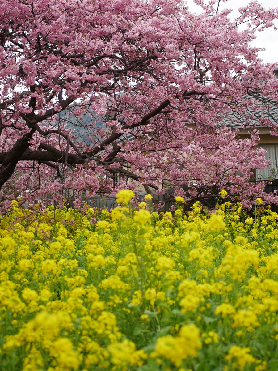 SAPHIR85983648's tweet photo. 明るい君に思いを託します
#河津桜 #カワヅサクラ
#kawazuzakua
#cherryblossom
#菜の花
#なのはな
#turniprape
#花言葉
#カメラ好きな人と繫がりたい
#写真好きな人と繋がりたい
#ビギナー
#ファインダー越しの私の世界
#photo
#photography
#キリトリセカイ
#今日の一コマ https://t.co/o9oE9kGgzC