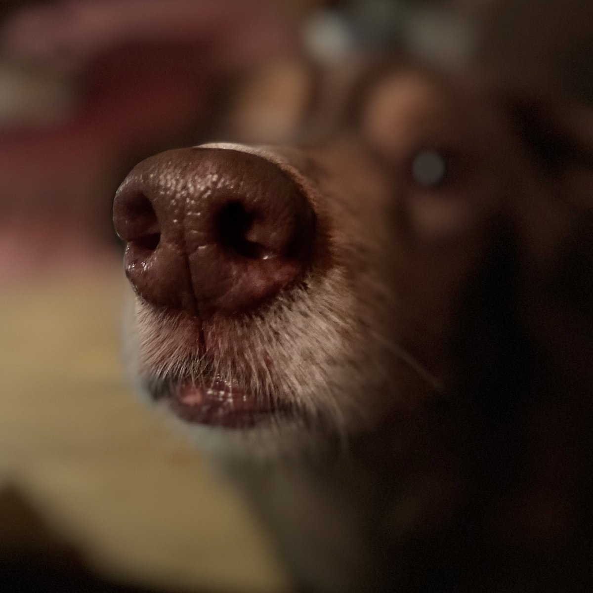 Snorripup's tweet photo. #boop #boopattack #love https://t.co/aVkr9jJaDP