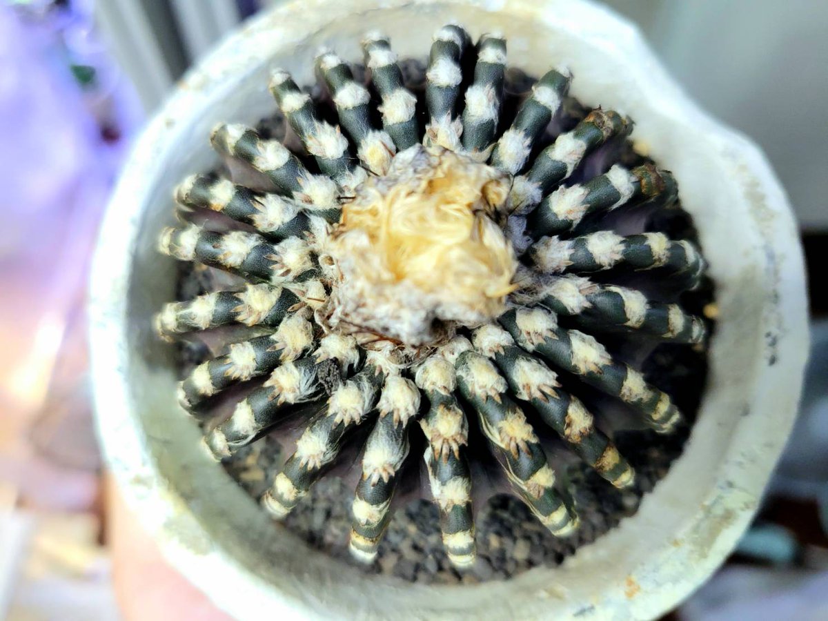 drybizarre's tweet photo. Discocactus horstii
ホルスティは本当に良く咲きます(^-^)
ディスコカクタスはあまり育てたことが無いのでわからないのですがそんなものでしょうか?
黒い肌が魅力的ですがこの子も緑にしてしまうのだろうか🤔
こわい…
#ディスコカクタス
#Discocactus
#サボテン https://t.co/HvJHMrtmyg