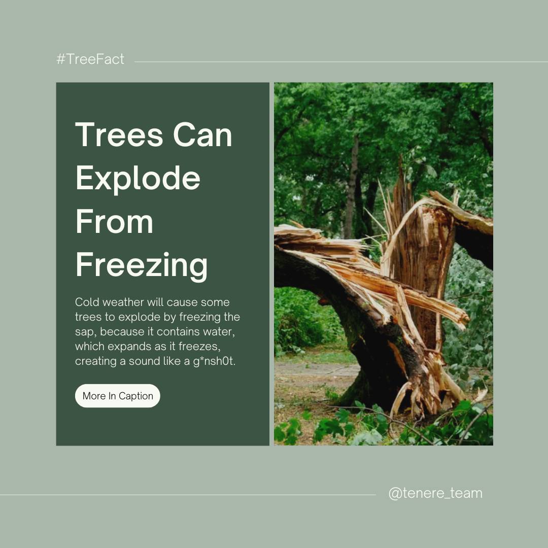 With the late spring frost and snowfall going on, it means the season for maple syrup is upon us. 🍁
But did you know that trees like those can freeze to death in extreme cold weather conditions? ❄️☃️

#trees #freezedamage #maplesyrupseason #latespringfrost