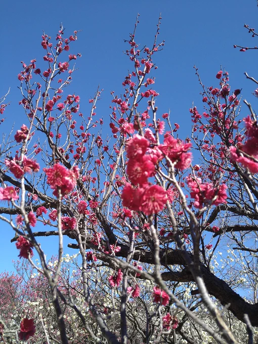 梅、今年は遅めに開花ですね。やっと見に行けたよ! 