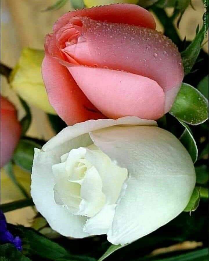 hwaydt's tweet photo. صباح الورد ع الورد ☘☘ https://t.co/0RzkuGmlMw