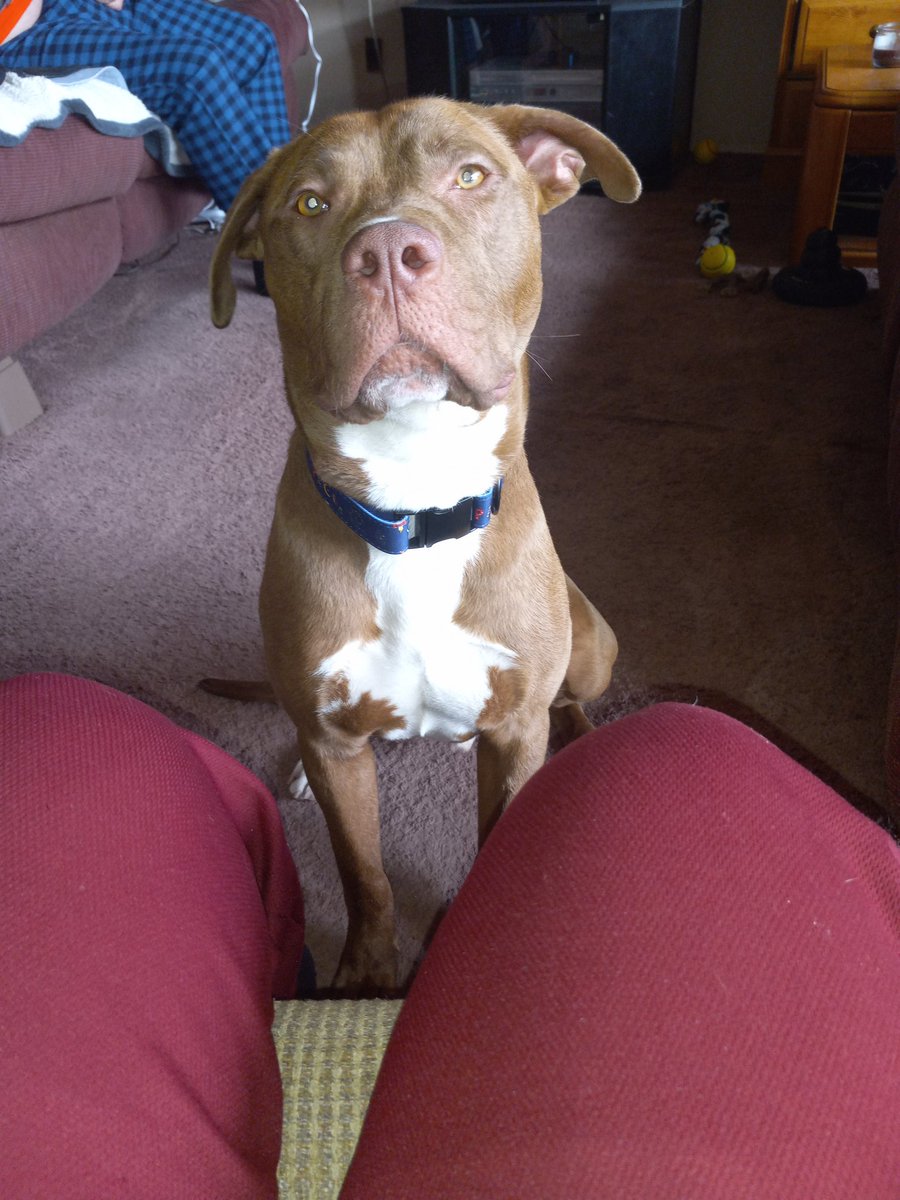 RLPdrums99's tweet photo. My new baby . 1 year old Pitbull named O Christmas Tree. We're calling him Diesel dog.#ochristmastree #dieseldog https://t.co/GIFV3zJpcu