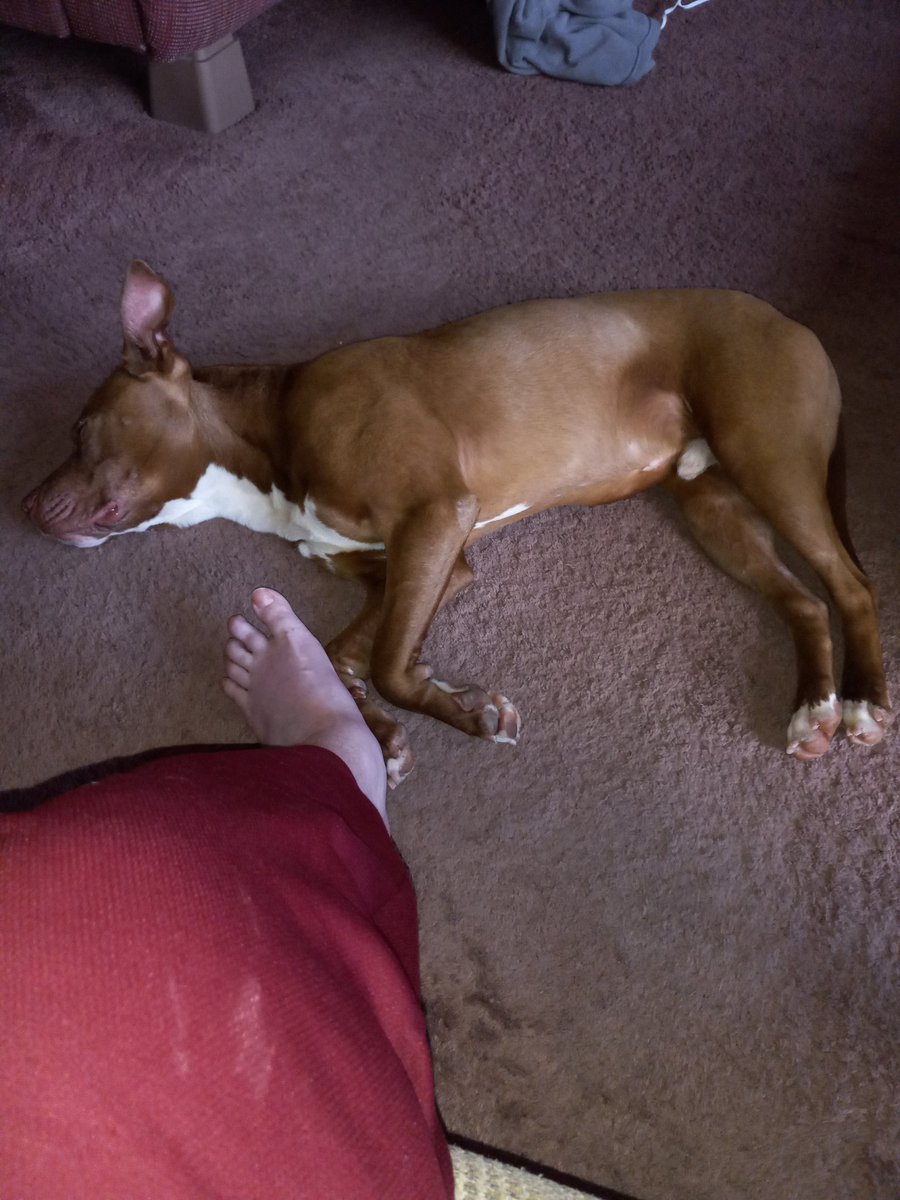 RLPdrums99's tweet photo. My new baby . 1 year old Pitbull named O Christmas Tree. We're calling him Diesel dog.#ochristmastree #dieseldog https://t.co/GIFV3zJpcu