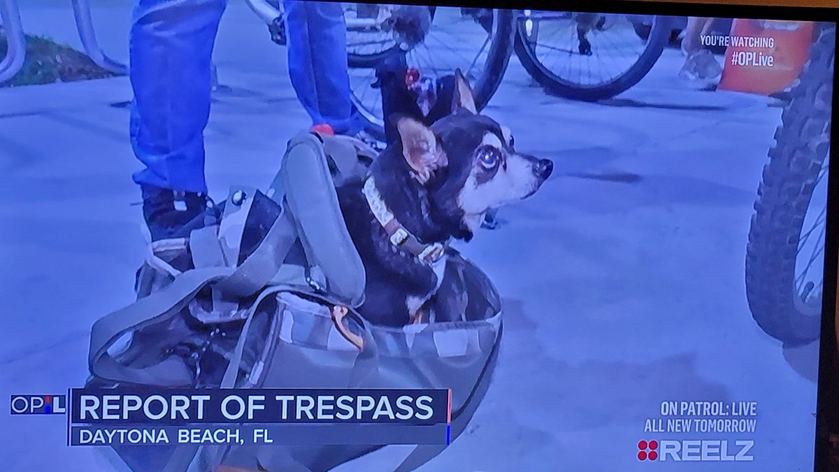 livepdk9srule's tweet photo. Guess whos favorite show is back on! With a new name so a name update is due!
#petsofonpatrollive
#k9sofonpatrollive
@OfficialOPLive @OnPatrolK9 @OnPatrolLive @OnPatrolFNation @livepduniverse @OnPatrolFans https://t.co/vL6MZ2j4Qe