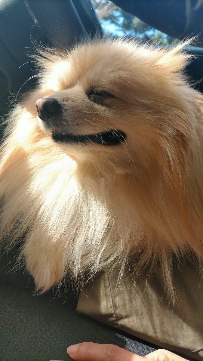 疲れて車で寝ちゃいそう…🐶💭💤
#ポメラニアン