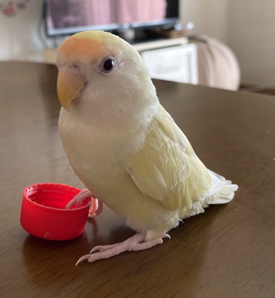 Hearo214's tweet photo. #迷子鳥
#迷子インコ
#迷子コザクラインコ
#探してます
去年12月26日に兵庫県川西市から迷子にしてしまった
コザクラインコのべべちゃん🐥
今日で2ヶ月がすぎてしまいました。
この子に会いたい
あの日に戻りたい
寒くて怖かったね
不安だったね…ごめんね
どこかで見た事ありませんか？お願いします https://t.co/5VI2yqBnH3