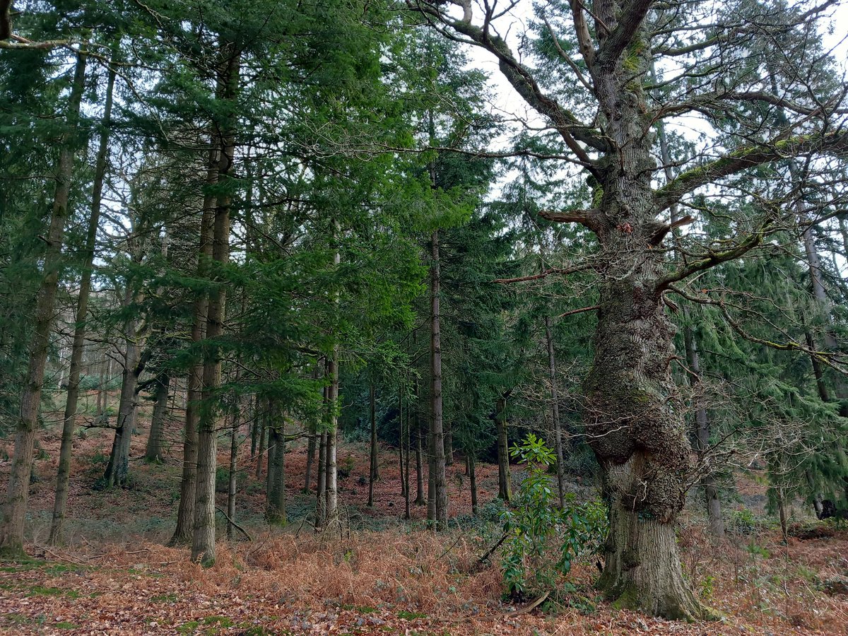 lazyperfection's tweet photo. @IMcMillan Woodland on my stroll yesterday https://t.co/AX6U3BUMPg