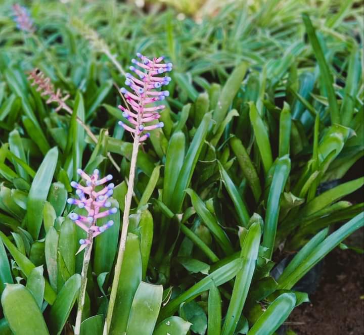 Bromeliads with pretty pink violet flowers 
#ankurnursery #ankurnurseries #shadeplants #gardenplants #gardencentre #mumbaiplants #plantnursery #floweringplants