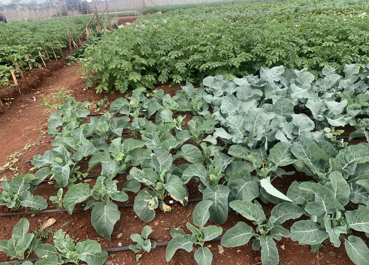 Dr Liz @OrganicLandscapes tweet media