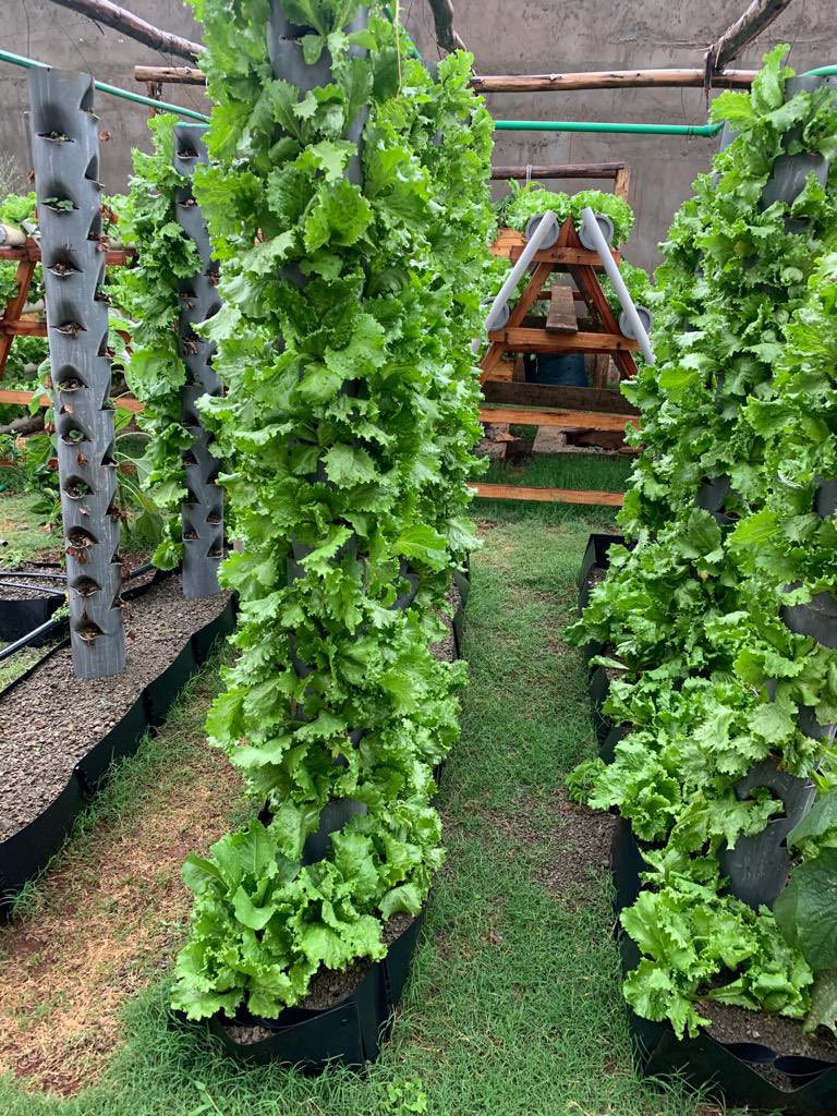 Dr Liz @OrganicLandscapes tweet media