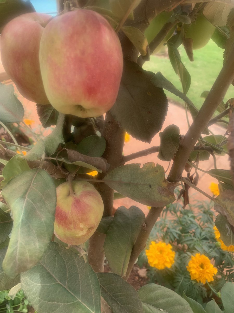 Dr Liz @OrganicLandscapes tweet media