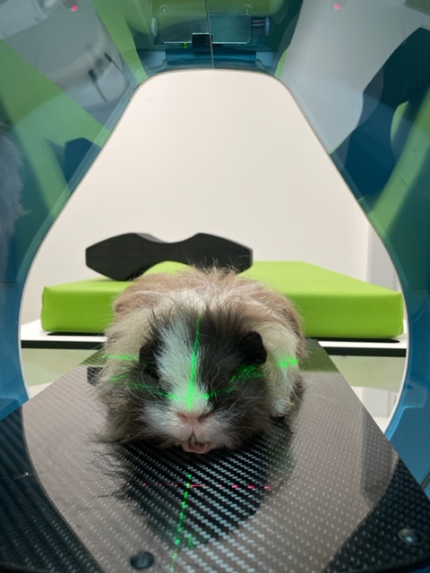 hunderunden's tweet photo. Makrodontie beim #Meerschweinchen. Fallbericht in der ersten Ausgabe des Fachmagazins #KLEINEHEIMTIERE und online unter https://t.co/QDdAQpjYS2
#kleineheimtiere #tierarzt #tiermedizin #tierklinik #just4vets #kleintierpraxis #kleinsäuger #meerschweinchen #zahnmedizin #tierzahn https://t.co/5kP5vaMxkW