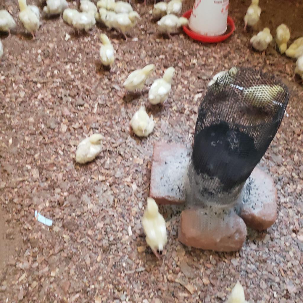 MayigaJoseph3's tweet photo. I was at one farm  and I found  this iron net used to supply  heat .I want to get opinions  is it better  than  pots which  many farmers  use. https://t.co/2dCYhVlVS8