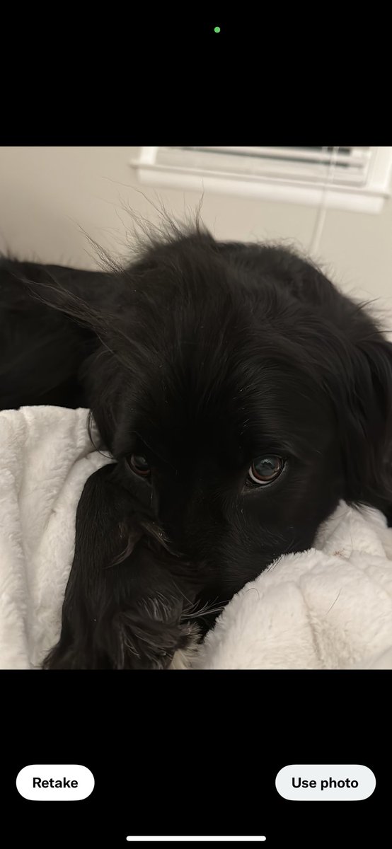 Going on a work trip and the thought of being away from Rodeo makes me wanna sob