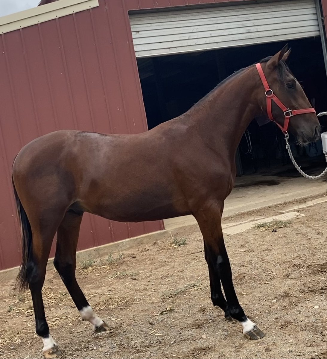 bolnora's tweet image. Southern Stars Yearling Sales        S.A March 26th    LOT 10 POSTER BOY / WRITTENINPAYNT COLT