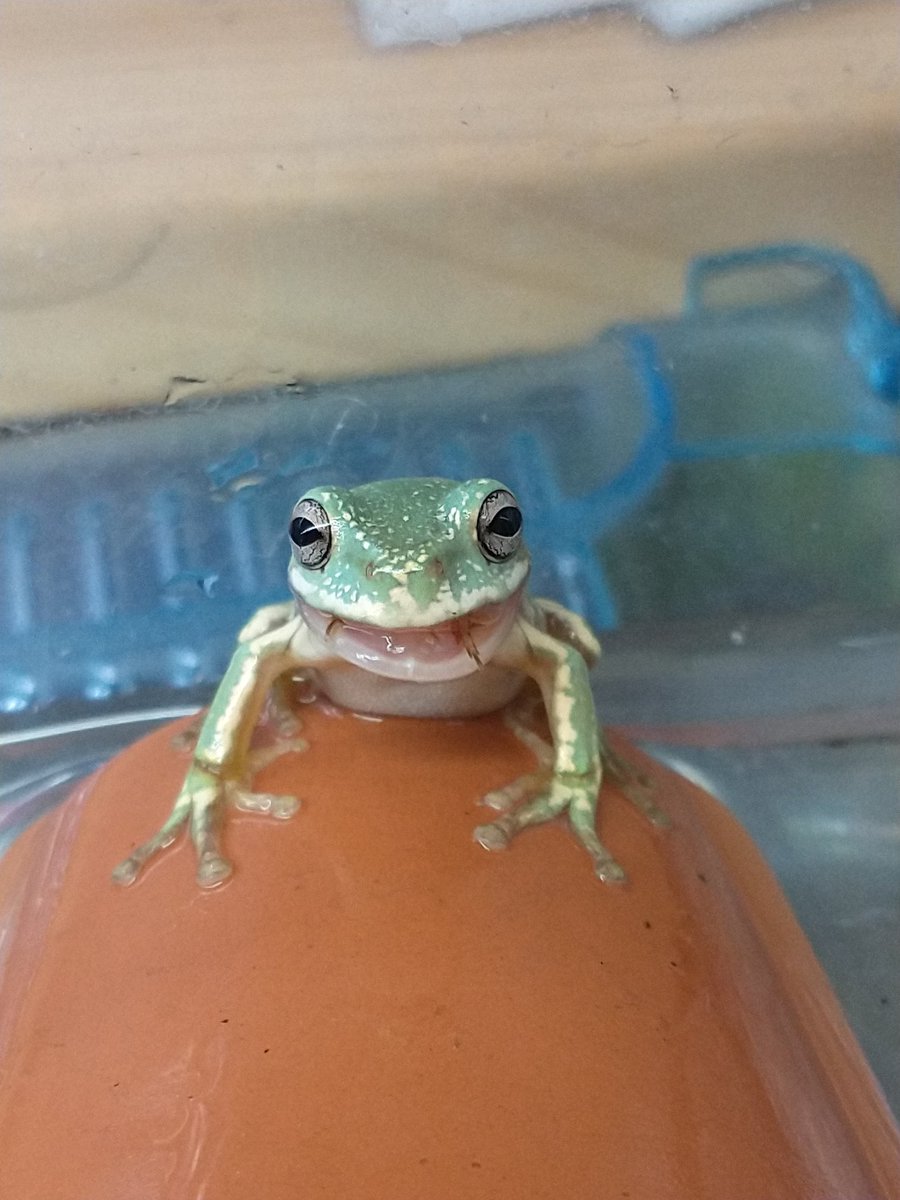 2/26 今日はいい天気ですね。こんな笑顔も撮れました。
イエアメガエル君です。ぜひ会いに来てください。#爬虫類 #熱帯魚  #爬虫類好きの人と繋がりたい #熱帯魚好きと繋がりたい #熱帯魚ショップ  #アクアショップ    #あくあこねくしょん #イエアメガエル