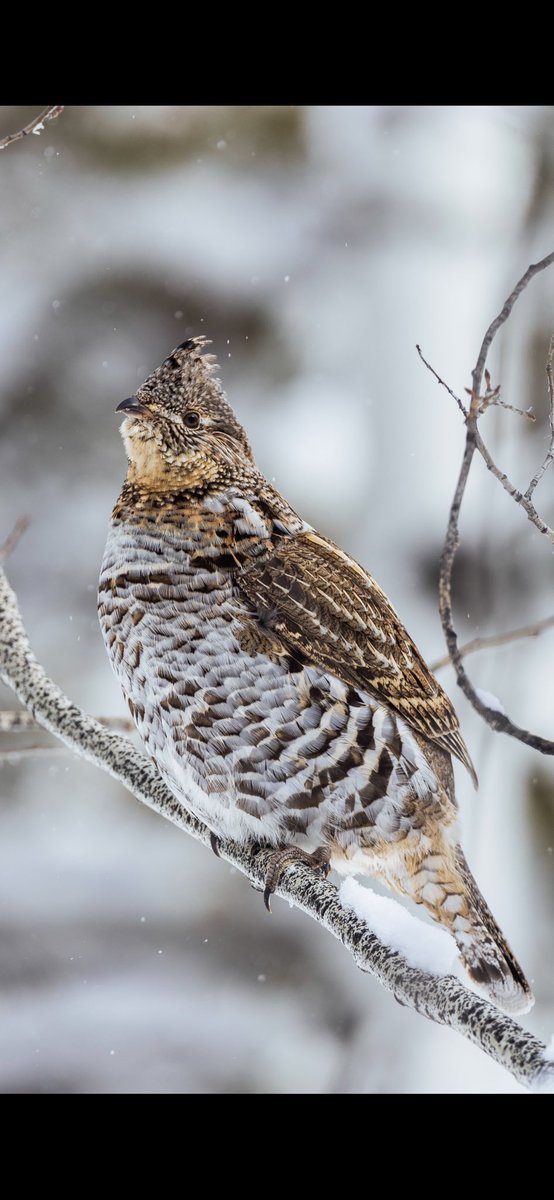 wrgoodie's tweet photo. Winter Wildlife 

📸 Canon R5 - Tamron 150-600 https://t.co/thkPJMsoCr