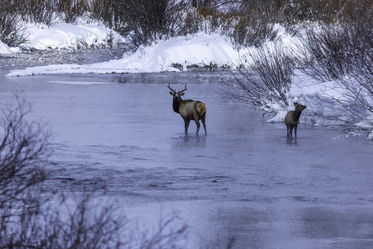 wrgoodie's tweet photo. Winter Wildlife 

📸 Canon R5 - Tamron 150-600 https://t.co/thkPJMsoCr