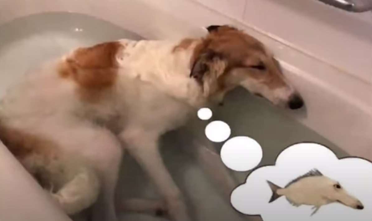 𝐊anroji. (@pinkzs2) on Twitter photo 