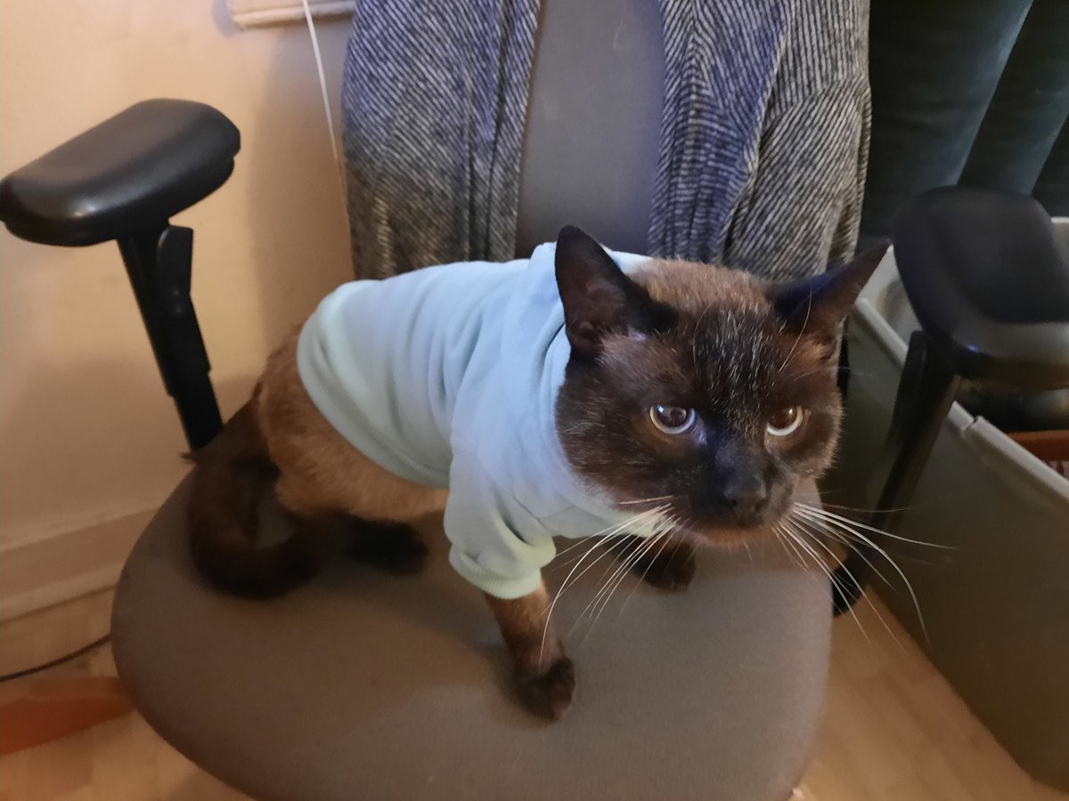 kitty no likey his hoodie