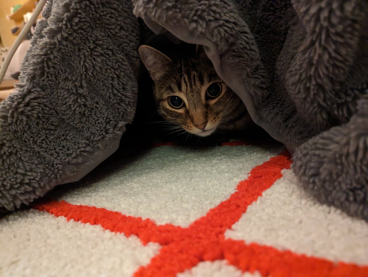 pico cat tweet media