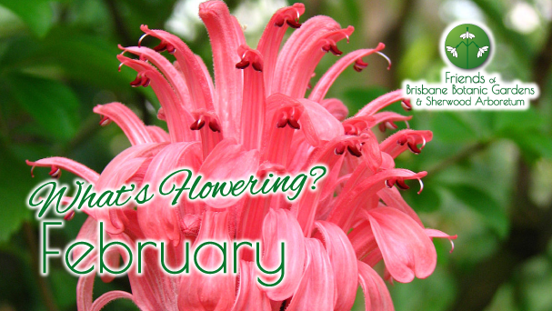 RegHort08's tweet photo. Friends Brisbane's Botanic Gardens February News 'Lilygram' - https://t.co/K2gCObfcOx https://t.co/vwYhBfqFuC