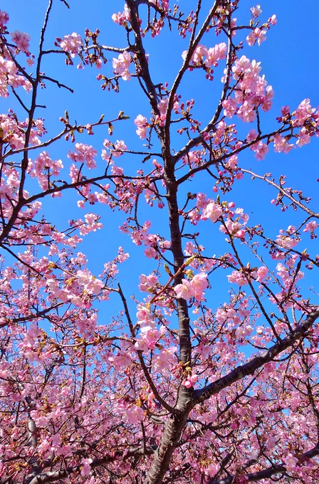 次は河津桜だ! 