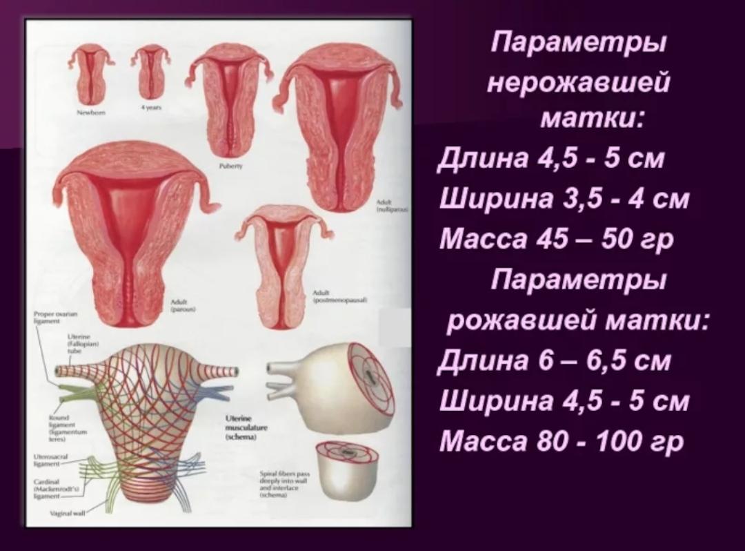 Величина матки в норме. Каких размеров матка у женщины в норме. Размер матки в норме у женщин нерожавших. Размеры матки в норме по узи. Размер матки в норме у женщин по узи по возрастам таблица.