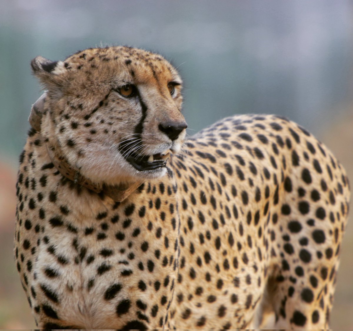 Adrian Tordiffe tweet media