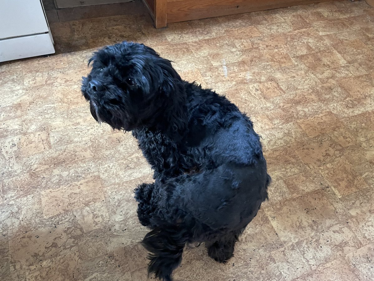 The professional fur stealers were unavailable. Hoodad gave it a go. Now I look like a bobble head 😂🦴🦴🦴