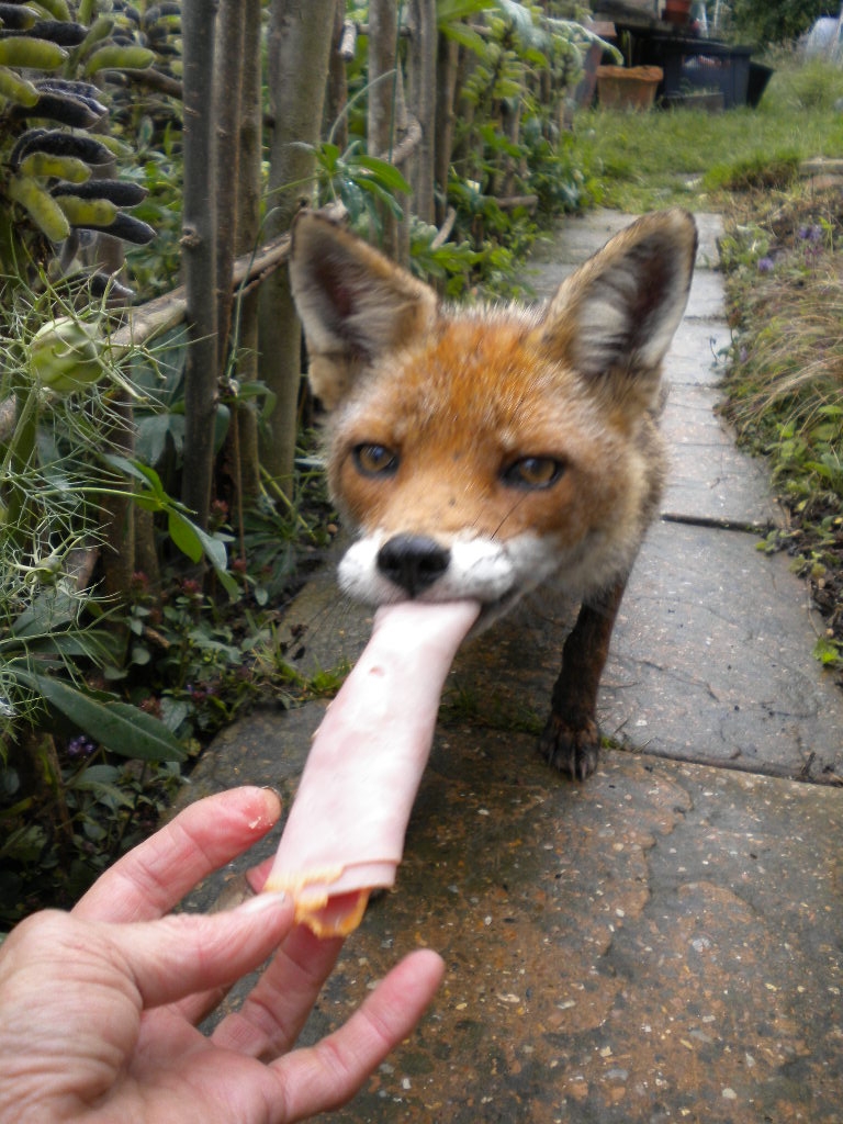 HourlyFoxes presents: