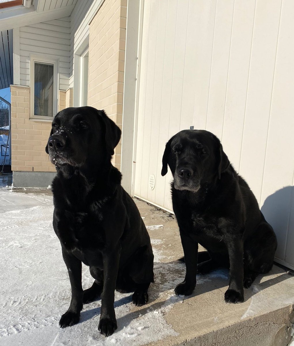 RaisaAhtola's tweet photo. @Petteri_77 Hurjasti onnea meiltä kaikilta!
#labradorretriever #ihmisenparasystävä https://t.co/GrCLqBt4k0