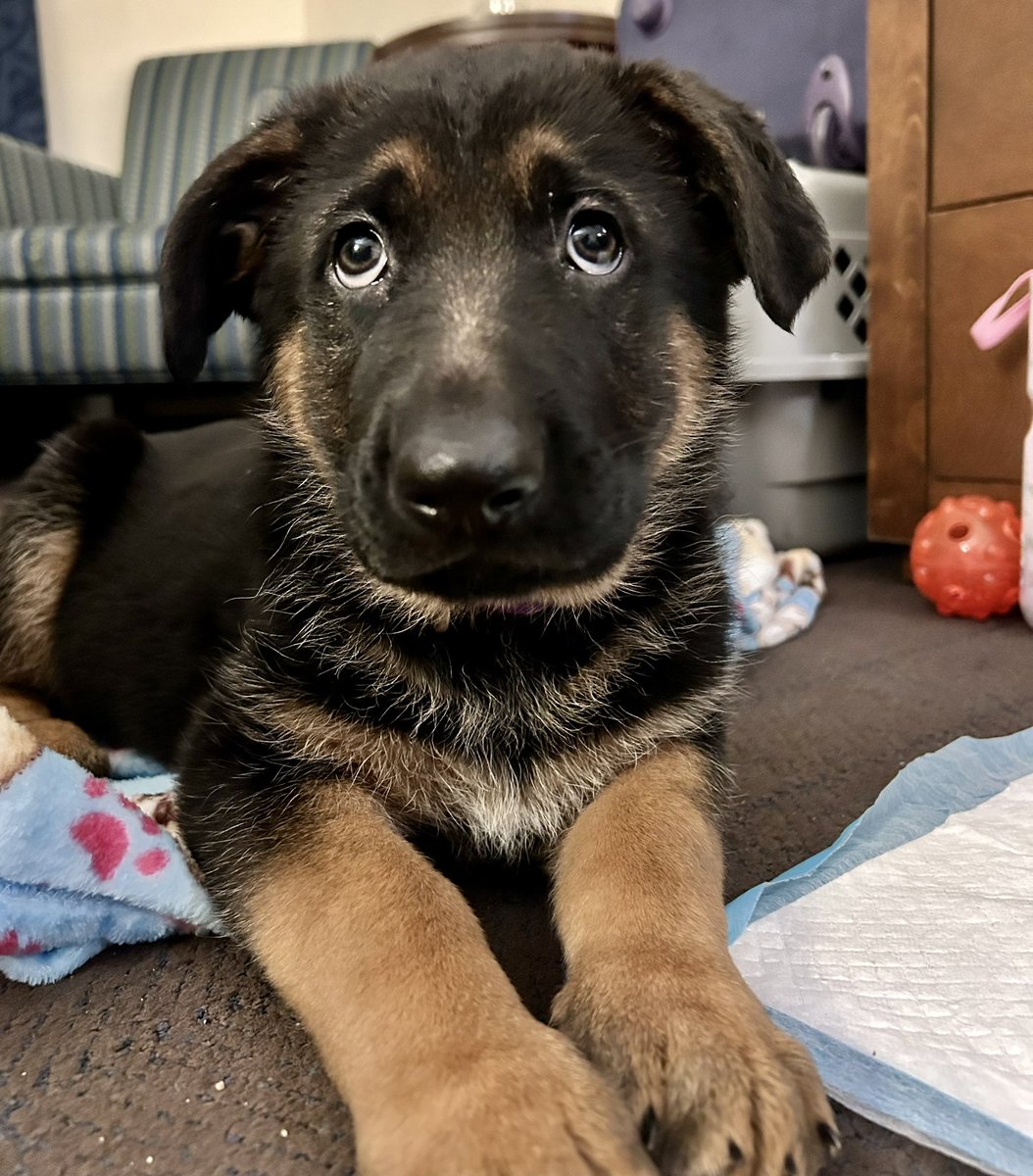 JodiG_Tweets's tweet photo. I apparently picked the coldest weekend to come to Deer Lake to pick up my new puppy, Willow. Looking forward to getting back to St John’s &amp; introducing her to her daddy, brother and furry brothers. I am FINALLY not the only girl in the house!😆 🥰 #DogsofTwittter #gsd #dogsofNL https://t.co/wcxCGcq2dm