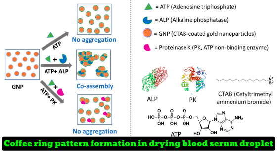 Self-Regulatory Patterning of Nanobioconjugate Holds Promise for Disease Diagnostics: Study