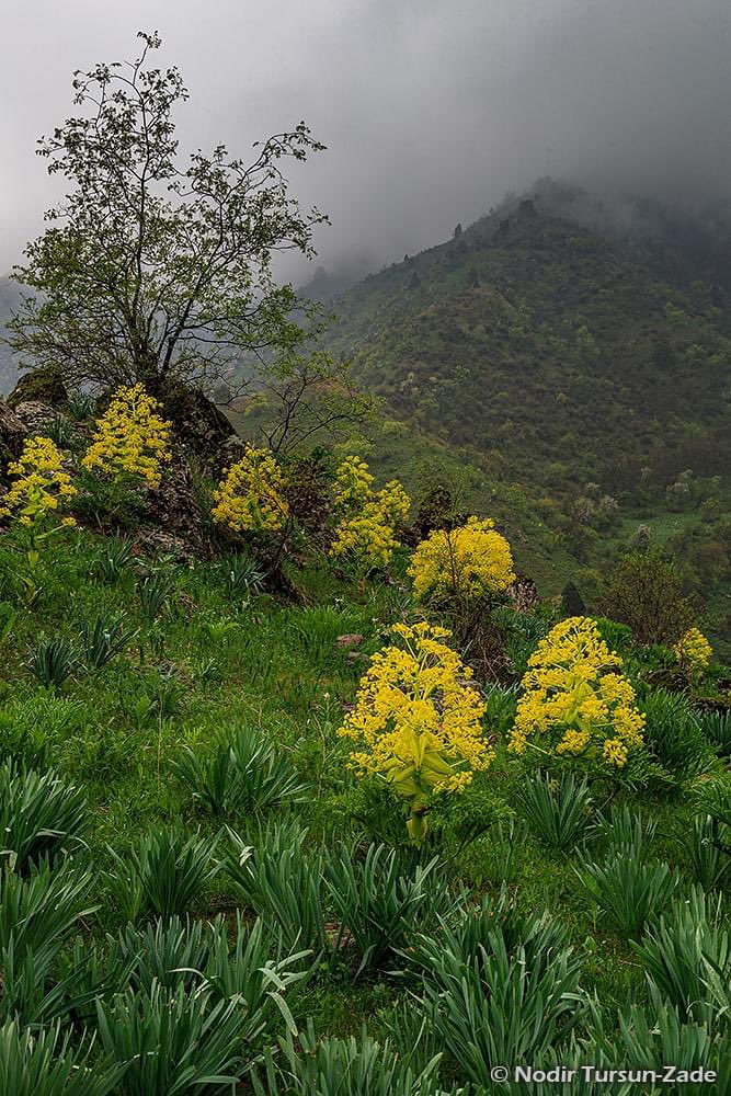 Spring somewhere in the mountains of #Tajikistan 
Dont miss it 🌸
