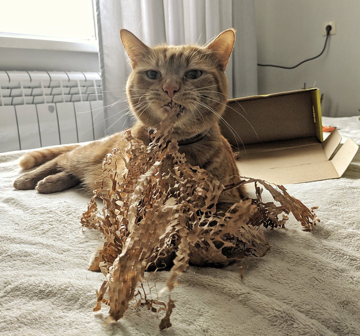 tudimoncom's tweet photo. Доставка из Золотого яблока - жене косметика, коту коробка и наполнитель, мне пакетик - всё честно

#кот #cat #cats #CatsOfTwitter #goldapple https://t.co/DiICIxj6rr