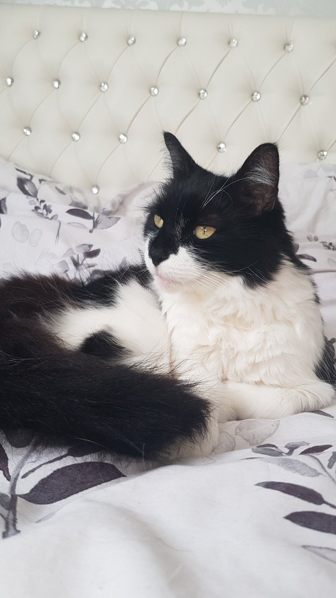 MariaSpanos1981's tweet photo. #sundayvibes #CatsAreFamily #CatsOfTwitter #CatsOnTwitter #crazycatlady #Sunday 💙Sylvester💙 https://t.co/N7qdqyvJL8