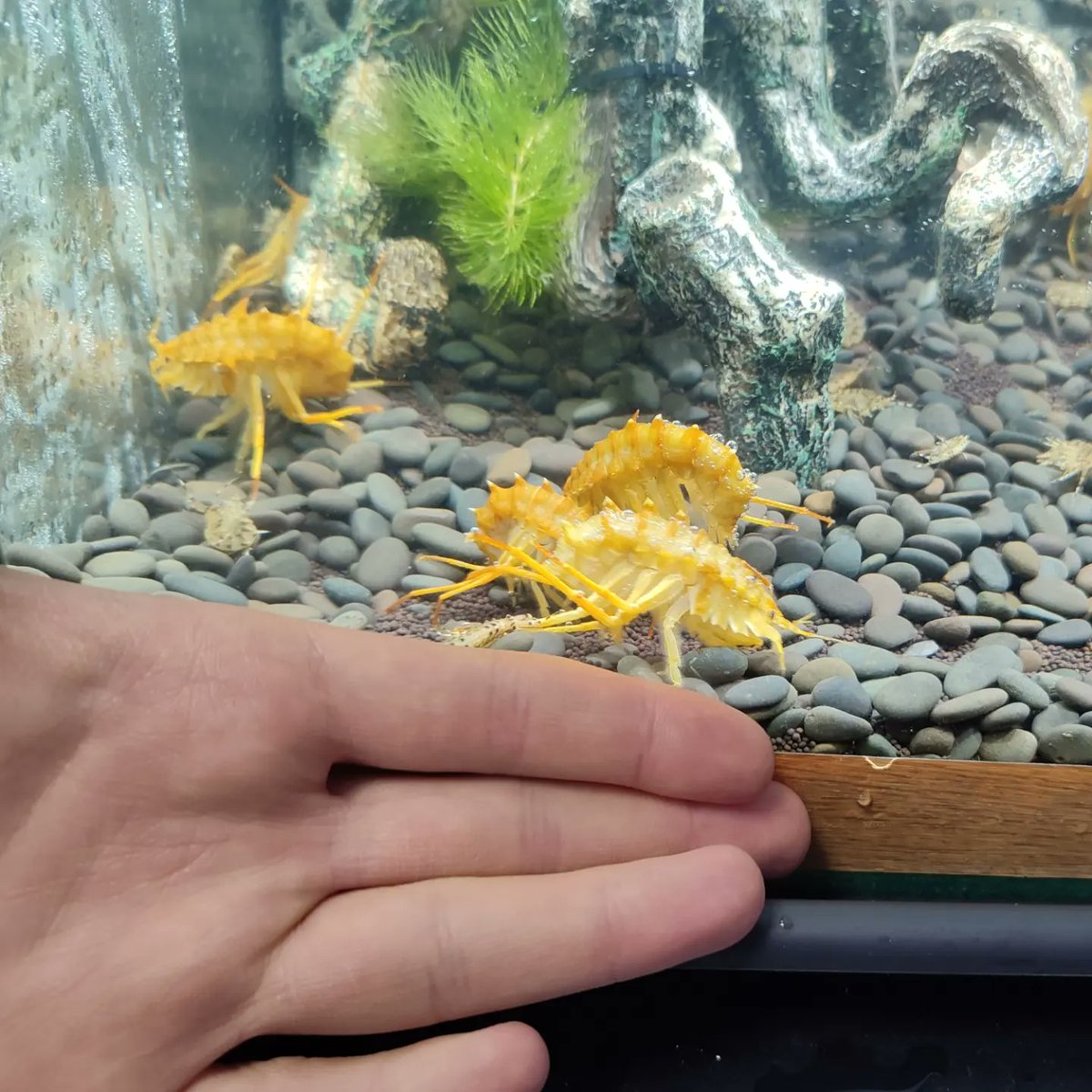 Huge spiked Amphipoda — Acanthogammarus victorii from Lake Baikal are now at our Insectopia exhibition in Moscow! 
They live in almost distilled water at +6 °C.

Insectopia:
vk.com/insectopia_mos…
instagram.com/insectopia_mos…